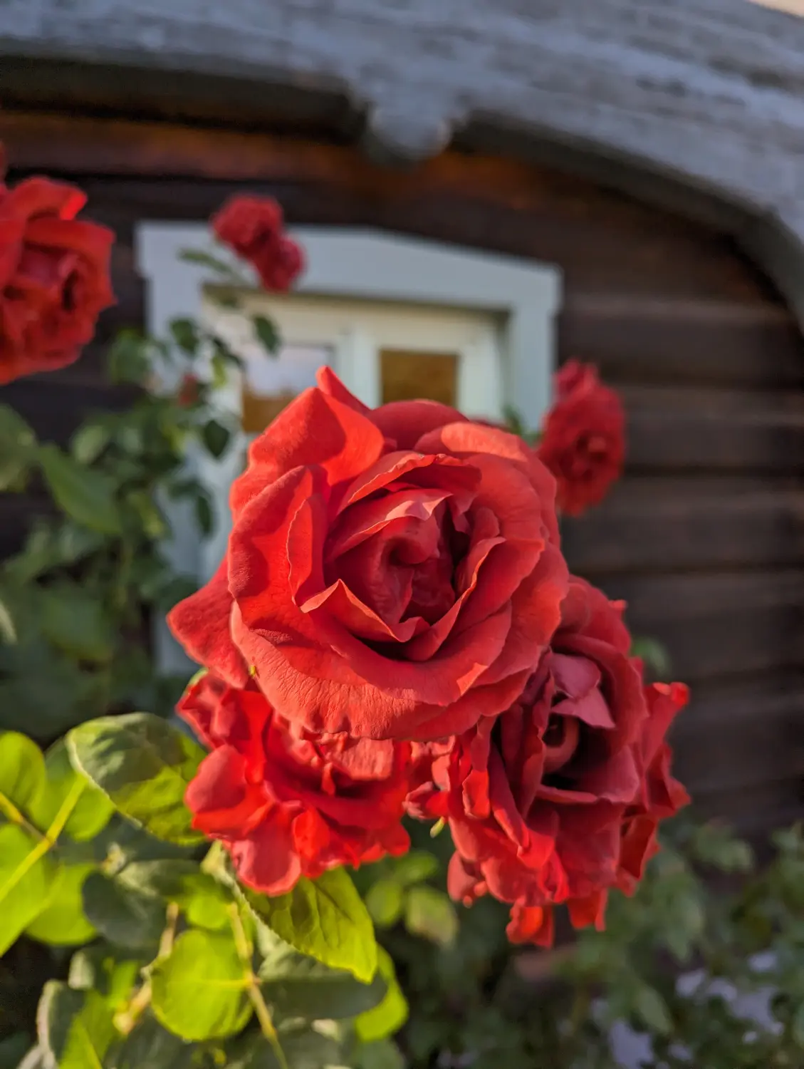 Ferienwohnungen Flachshäusl – Rosenblüte